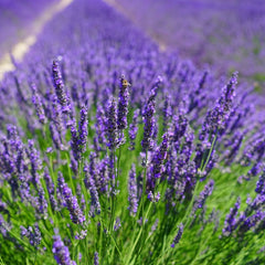 Lavender Essential Oil, 100% Pure
